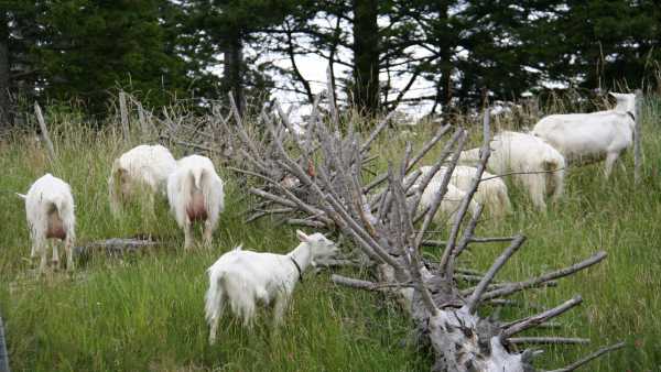 Goats at Schwägalp